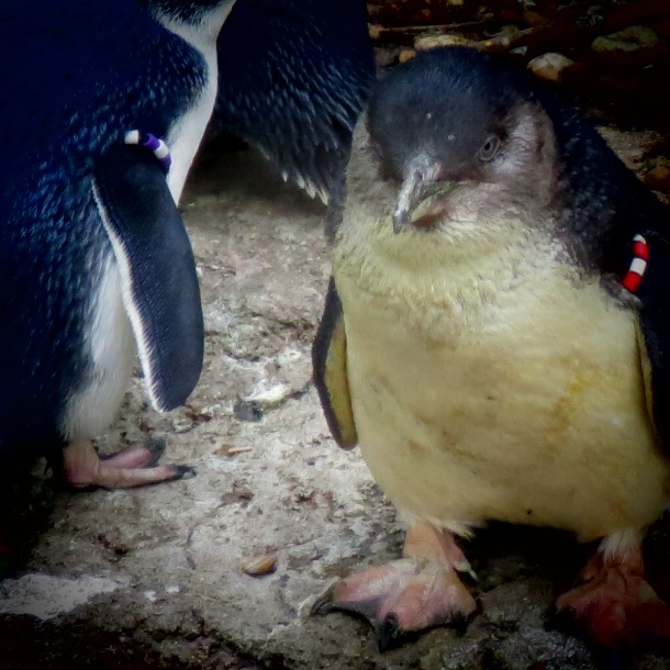 The daughter asked her mom, "Why do those penguins have bracelets on their flippers?Overheard the mom reply, "It keeps them from flying." This penguin and I gave her a grumpy look. 